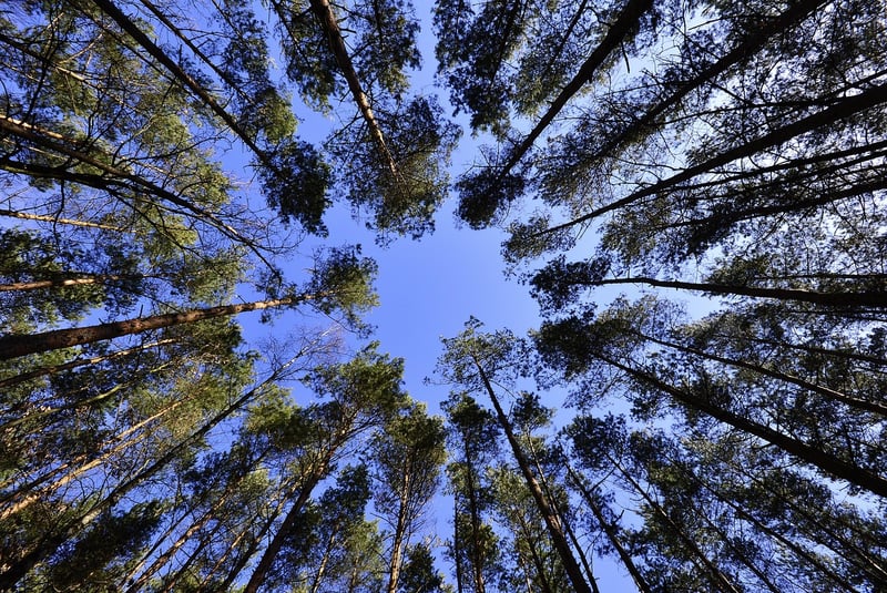 Tree Canopy Sites