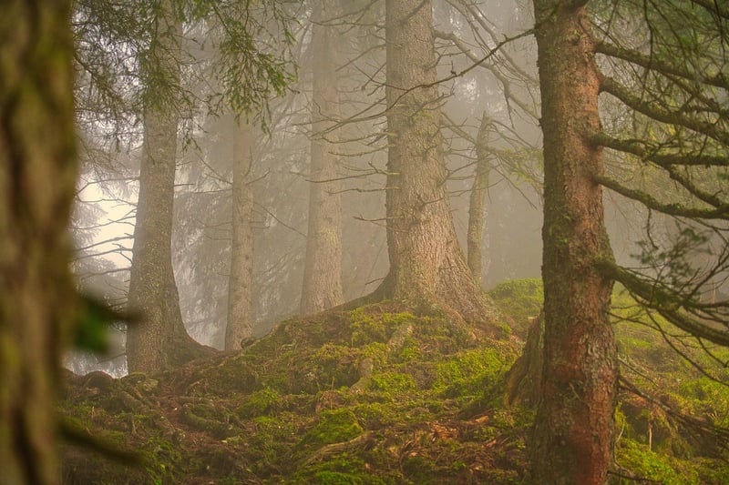 Woodsy Path