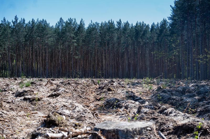 Woodland Clearing