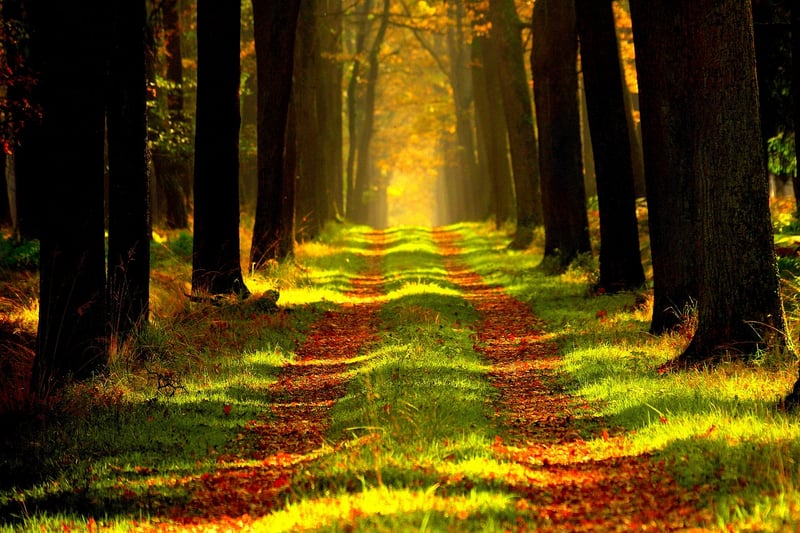 Woodland Canopy