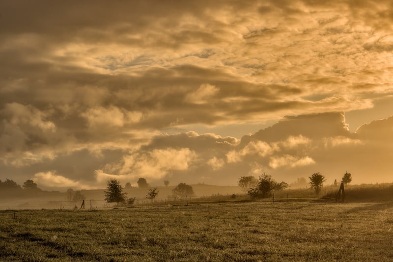 Meadow Clearing