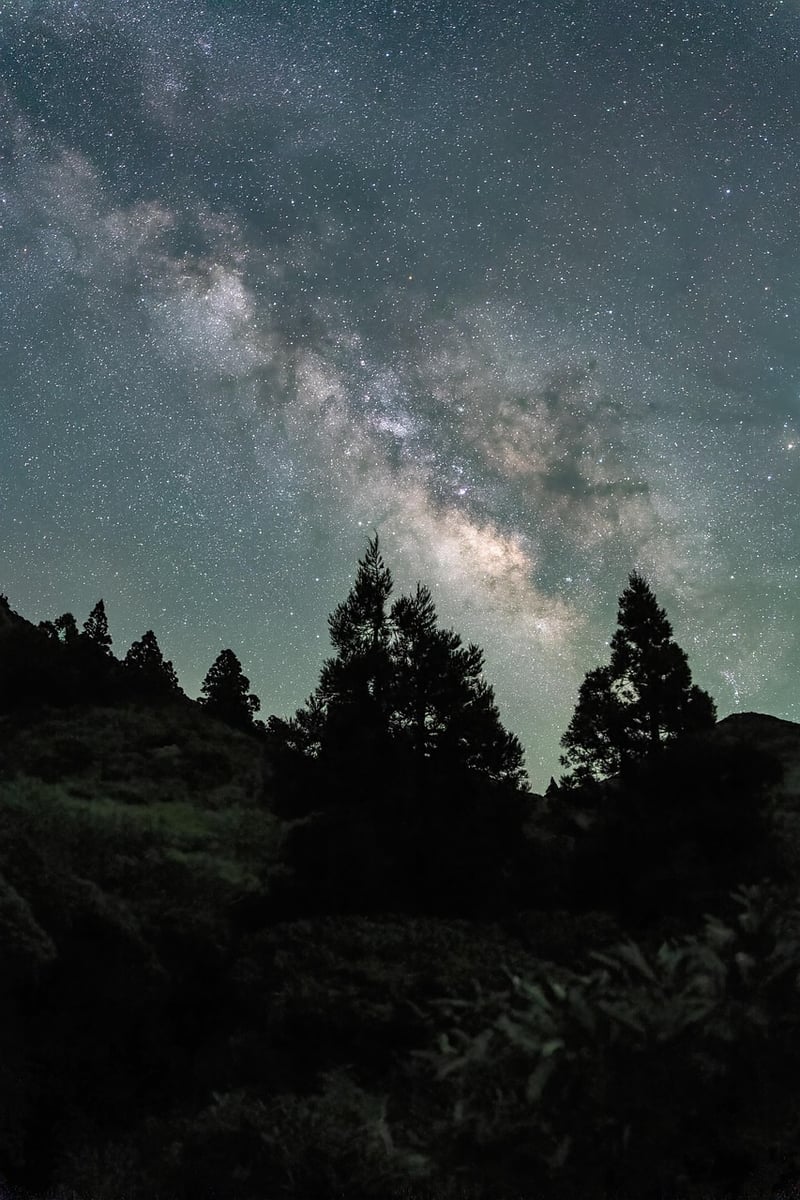 Starry night in the forest