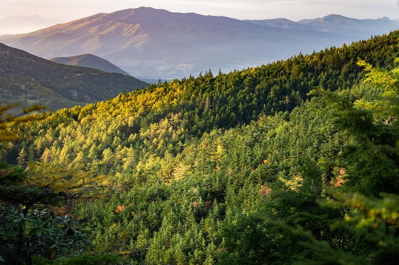 Mountainside Canopy