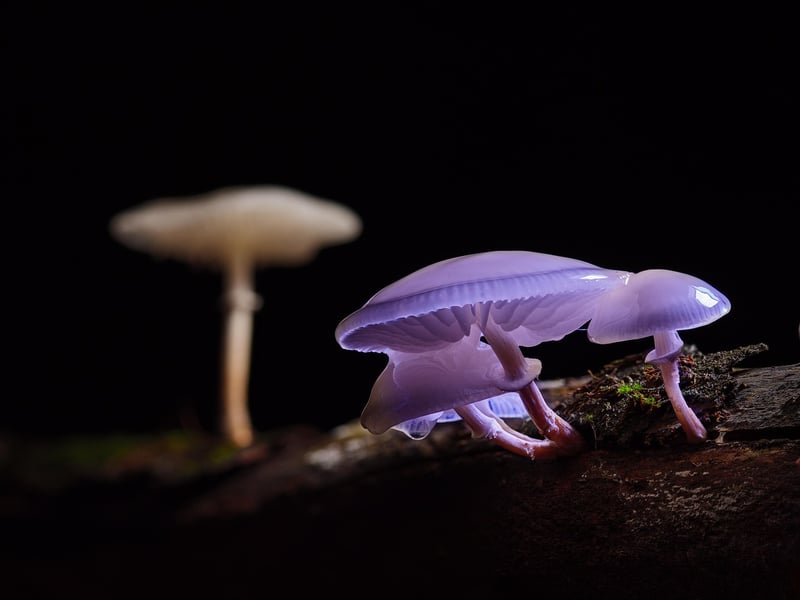 Mushrooms in the forest
