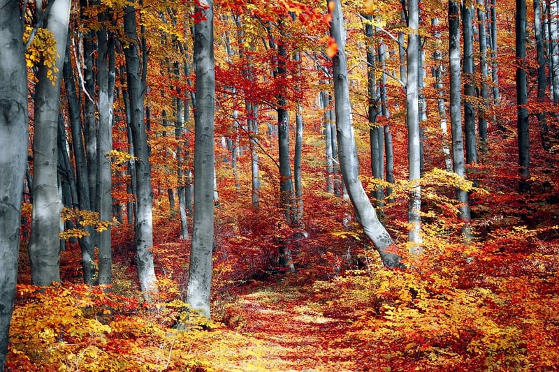 Park Canopy