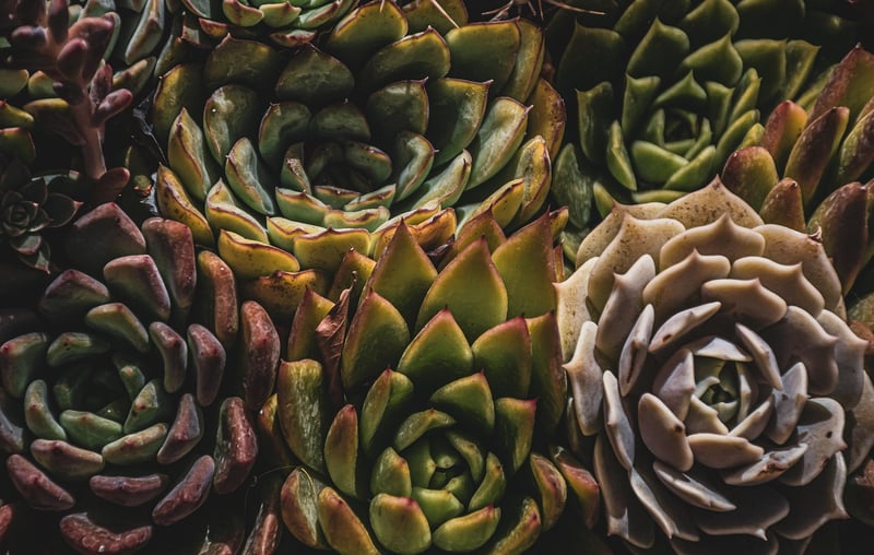 Magical Terrariums